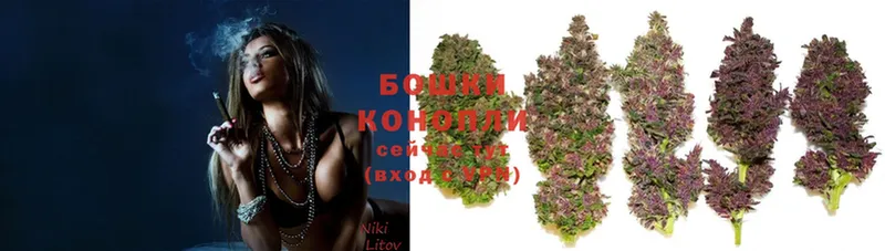 цена наркотик  Дорогобуж  Бошки Шишки SATIVA & INDICA 